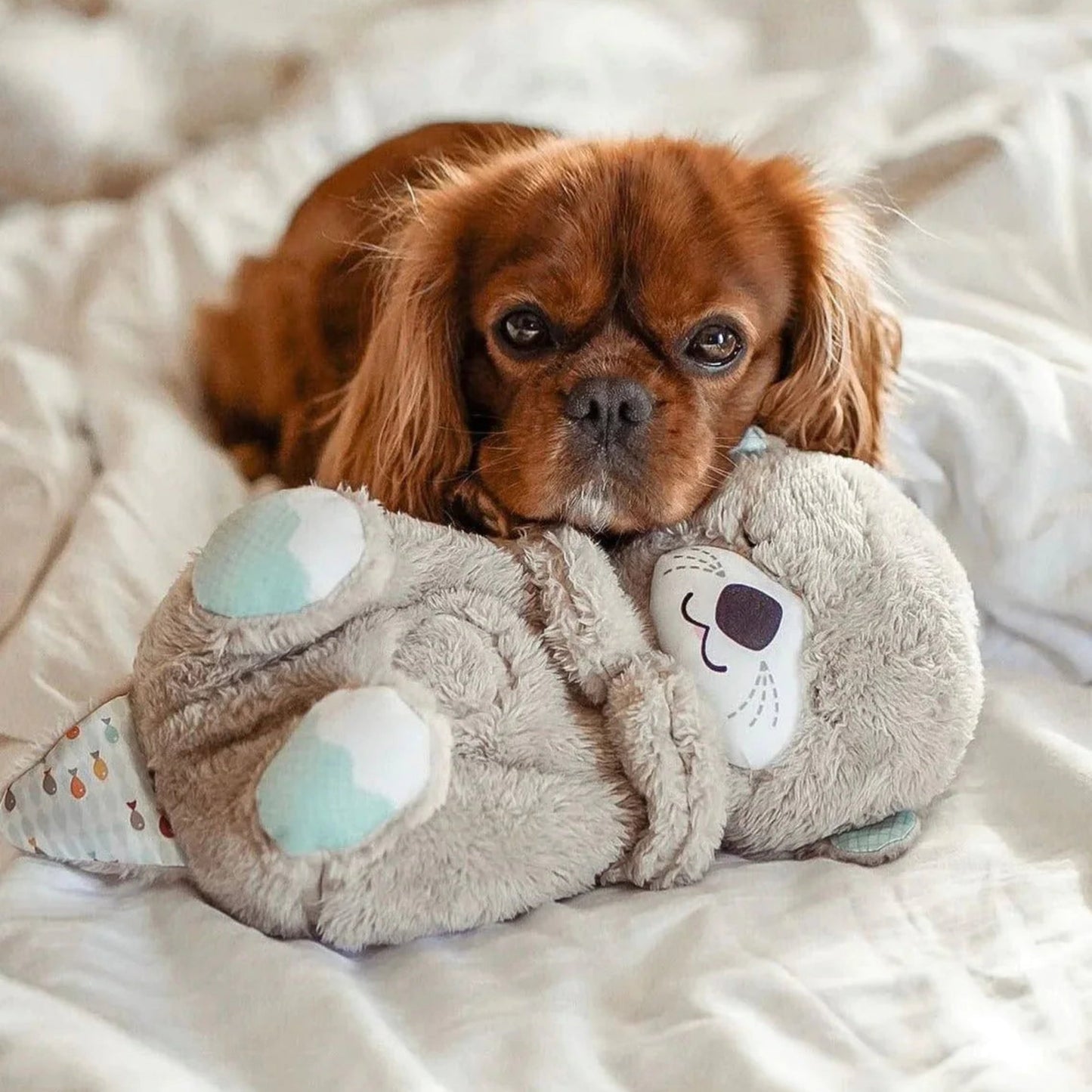 Buddy