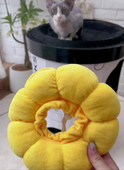 Sunflower Recovery Collar for cats and Dogs