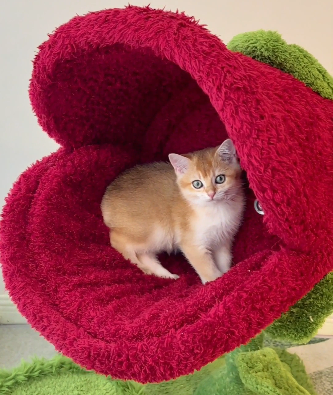 Monster Bloom Cat Tree    Climbing Tower