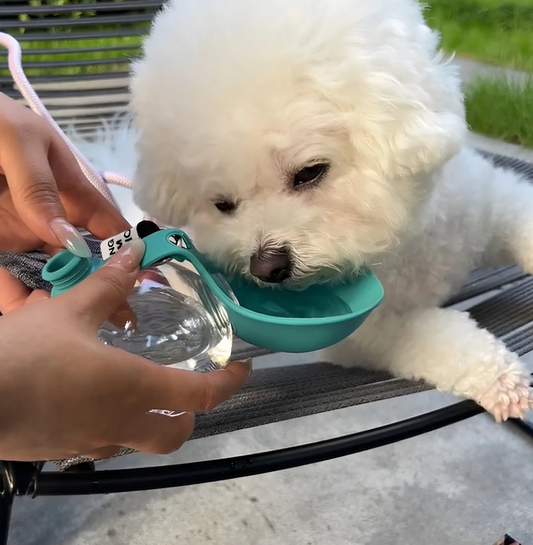 2-in-1 Portable Dog Water Bottle