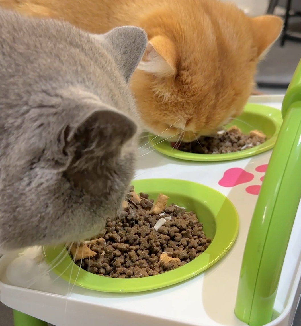 Double Elevated Pet Bowl – Cat & Dog Feeding & Drinking, Neck-Protect, Spill-Proof