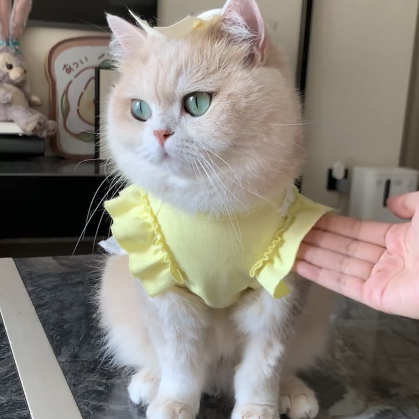 PurrFect Elegance Cat Outfit