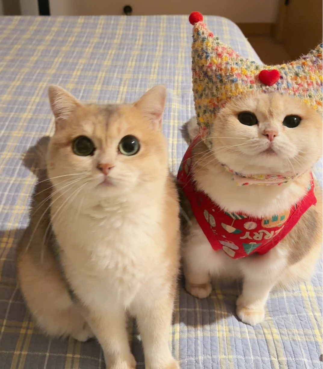 Colorful Knit Cat Crown – Christmas Party Hat for Cats