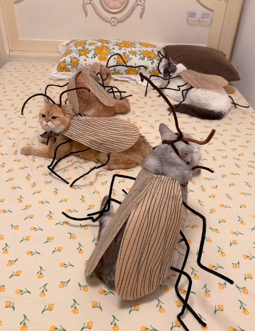 Funny Pet Catroach Costume Outfit