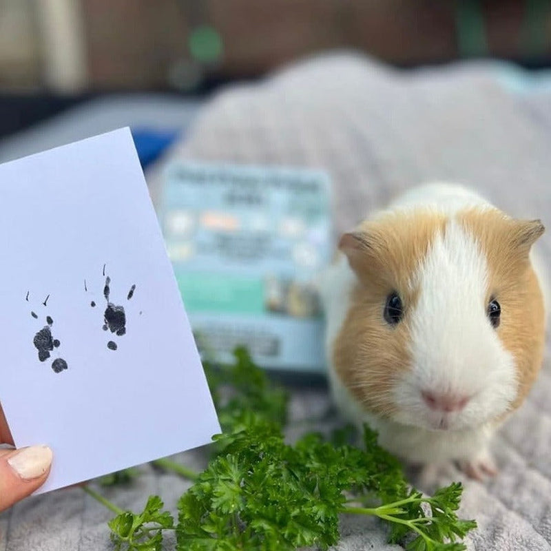 Paw Print Stamp Pad