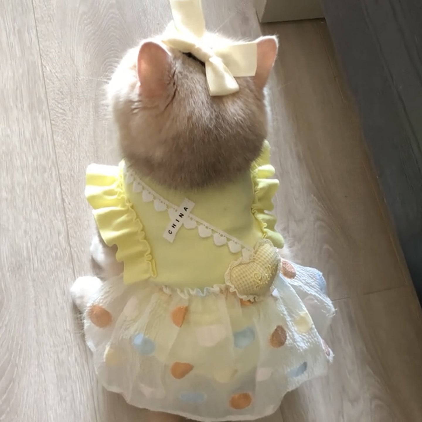PurrFect Elegance Cat Outfit